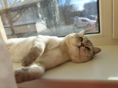 Yaban kedisi İngiliz İskoç kedisi, pencerenin üstünde yatan kedi kısa gri saçlı kedi kahverengi mavi gözler şirin hayvan viskisi, sevimli kedicik 