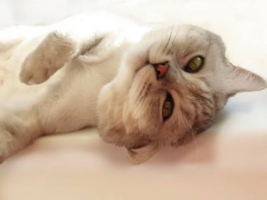 Yaban kedisi İngiliz İskoç kedisi, pencerenin üstünde yatan kedi kısa gri saçlı kedi kahverengi mavi gözler şirin hayvan viskisi, sevimli kedicik 