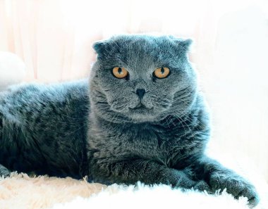 Yaban kedisi İngiliz İskoç kedisi, pencerenin üstünde yatan kedi kısa gri saçlı kedi kahverengi mavi gözler şirin hayvan viskisi, sevimli kedicik 