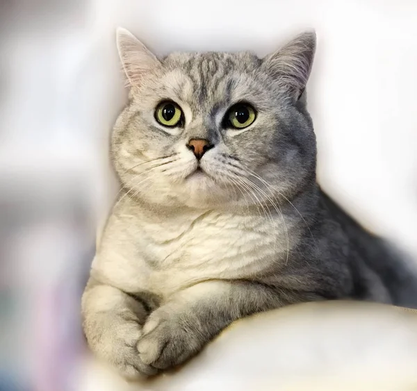 Wiosna Kot Brytyjski Szkocki Kot Kot Leżeć Okno Top Krótki — Zdjęcie stockowe