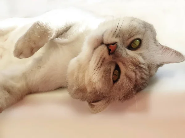 Yaban kedisi İngiliz İskoç kedisi, pencerenin üstünde yatan kedi kısa gri saçlı kedi kahverengi mavi gözler şirin hayvan viskisi, sevimli kedicik 