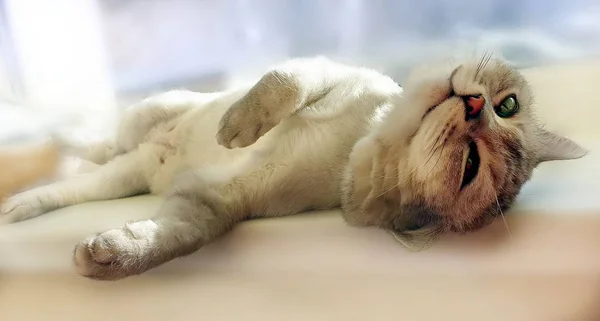Весенняя Кошка Британская Шотландская Кошка Кошка Лежит Окне Сверху Короткие — стоковое фото