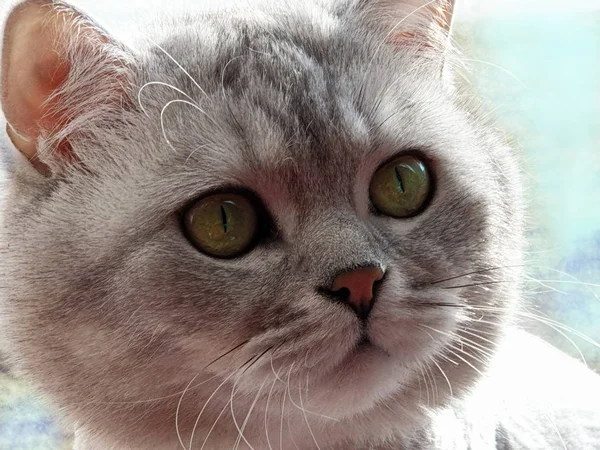 春天的猫英式苏格兰猫 猫躺在窗户顶上 灰白的猫棕色的绿眼睛 可爱的动物威士忌 可爱的猫 — 图库照片