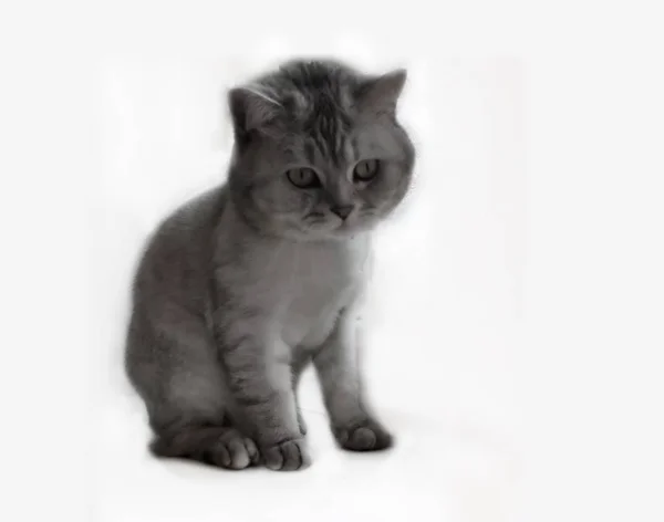 Lente Kat Brits Schots Kat Kat Liggen Venster Top Kort — Stockfoto