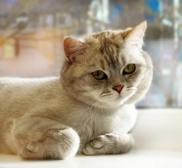 Gatto Primaverile Gatto Scozzese Britannico Gatto Sdraiato Sulla Parte Superiore — Foto Stock