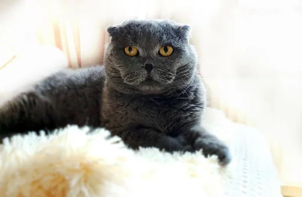春天的猫英式苏格兰猫 猫躺在窗户顶上 灰白的猫棕色的绿眼睛 可爱的动物威士忌 可爱的猫 — 图库照片