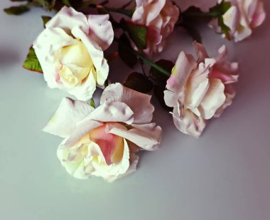 Güzel Çiçekler Bahar Gülleri Sevgililer Günü Kadın Düğün Arkaplanı Güller buket tebrik kartı illüstrasyon fotoğraf alanı 