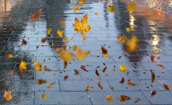 Herbst Blätter Fallen Bürgersteig Beleuchtet Durch Stadt Abendlicht Reflexion Auf — Stockfoto