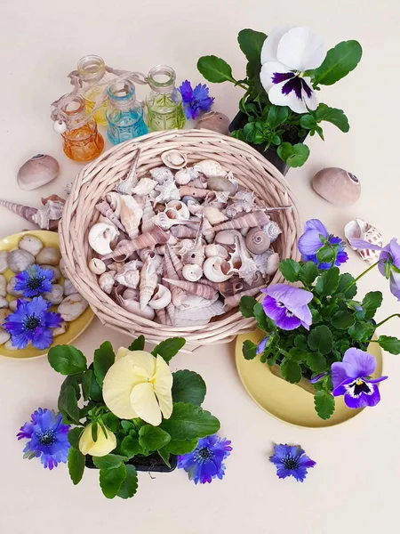 Fleurs Printemps Pansies Dans Pot Fleurs Saison Coquillages Pierres Mer — Photo