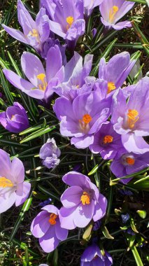  First spring flowers wonderful crocus  in park lilac and white color on green grass Beautiful Blossom Floral nature  background