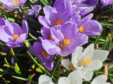  First spring flowers wonderful crocus  in park lilac and white color on green grass Beautiful Blossom Floral nature  background