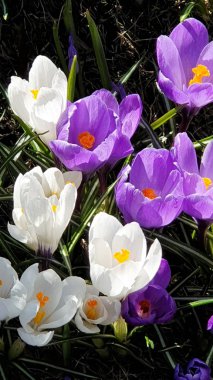  First spring flowers wonderful crocus  in park lilac and white color on green grass Beautiful Blossom Floral nature  background