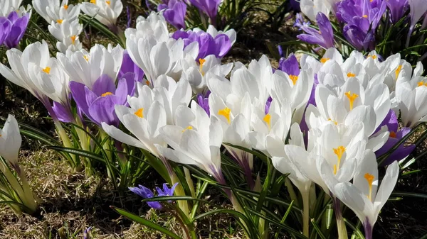 Primeiras Flores Primavera Maravilhoso Crocus Parque Cor Lilás Branco Grama — Fotografia de Stock