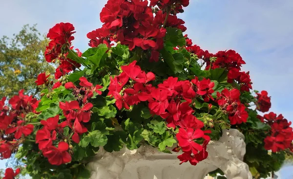 Geranium Red Pelargonium Zonal Geranium flowers chic garden street flowers for urban flower beds  home  plant