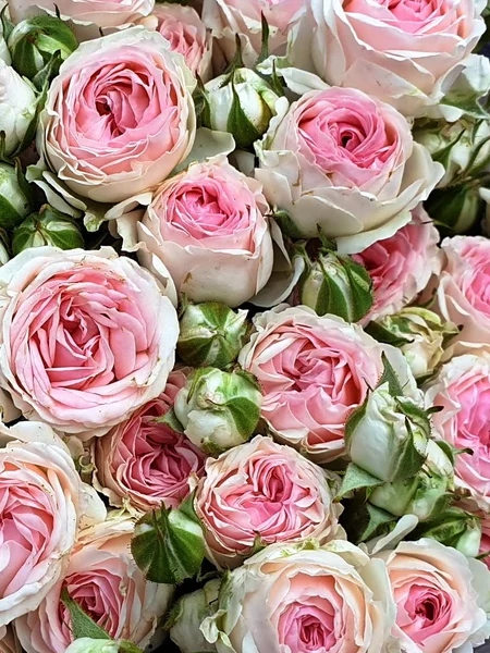 Belas Rosas Flores Floral Rosa Coral Branco Floral Fundo Valentine — Fotografia de Stock
