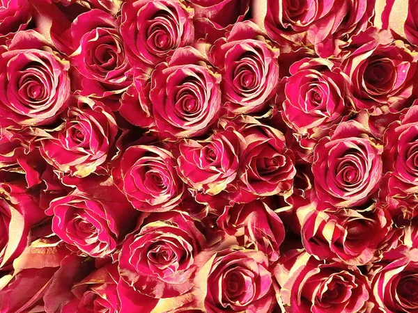 Resumen Rosas Fondo Floral Rojo Verde Coloreado Textura Moderna Diferentes — Foto de Stock