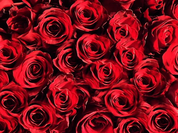 Rosas Rojas Corazones Rojos Fondo Concepto Fondo Floral Abstracto Día — Foto de Stock