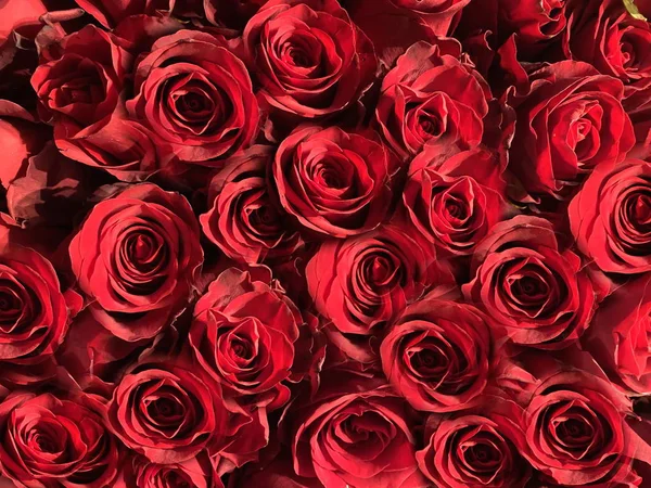 Rosas Rojas Corazones Rojos Fondo Concepto Fondo Floral Abstracto Día — Foto de Stock