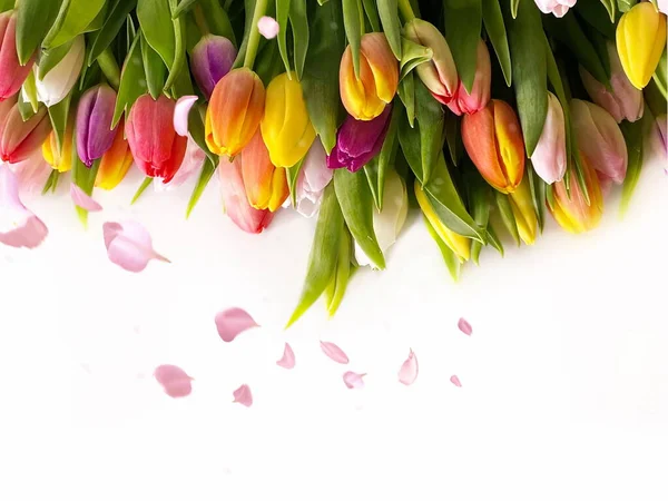 Tulpenblumen Und Fliegendes Blütenblatt Und Herz Auf Rosa Und Weißem — Stockfoto