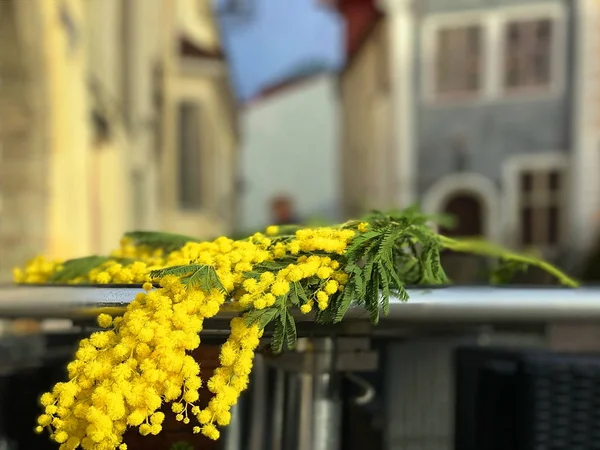 Tallinn 'in eski kasabasında bahar, sokak kafeteryasının tepesinde ahşap mimoza çiçekleri uzanır. Ortaçağ başkentine seyahat ederler. Estonya' da şehir, Avrupa 'da tatil. 