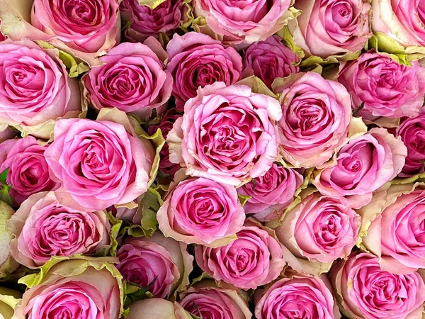 Rosas Rosa Com Fundo Folha Verde Belo Modelo Floral Saudações — Fotografia de Stock