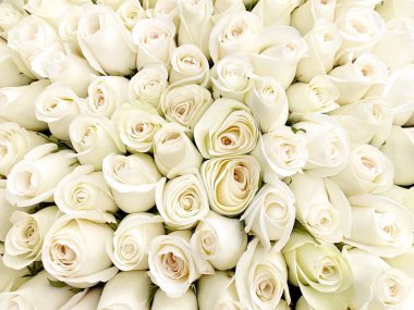 Beyaz güller güzel çiçekler çiçekli arka plan şablon afişi 