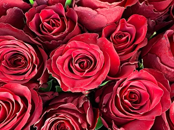 Rosas Rojas Con Fondo Hoja Verde Hermosa Plantilla Floral — Foto de Stock