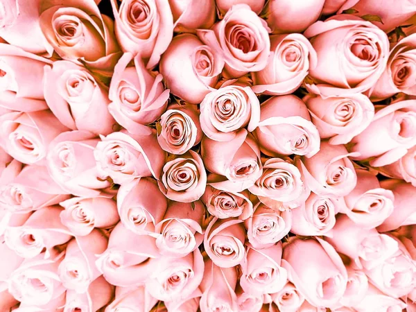 Rosas Rosadas Con Fondo Hoja Verde Hermosa Plantilla Floral — Foto de Stock