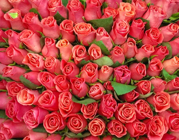 Rosas Vermelhas Com Fundo Folha Verde Belo Modelo Floral — Fotografia de Stock
