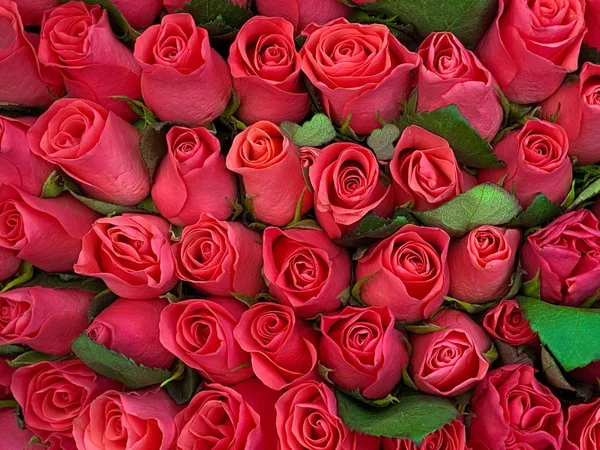 Rosas Rojas Con Fondo Hoja Verde Hermosa Plantilla Floral — Foto de Stock