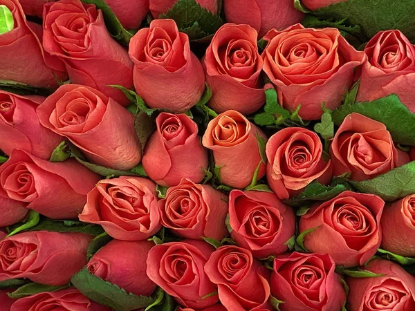 Vörös Rózsák Zöld Levél Háttér Gyönyörű Virágmintás — Stock Fotó