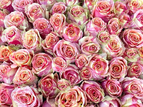 Rosas Fundo Rosa Belas Flores Naturais Para Saudações Design — Fotografia de Stock
