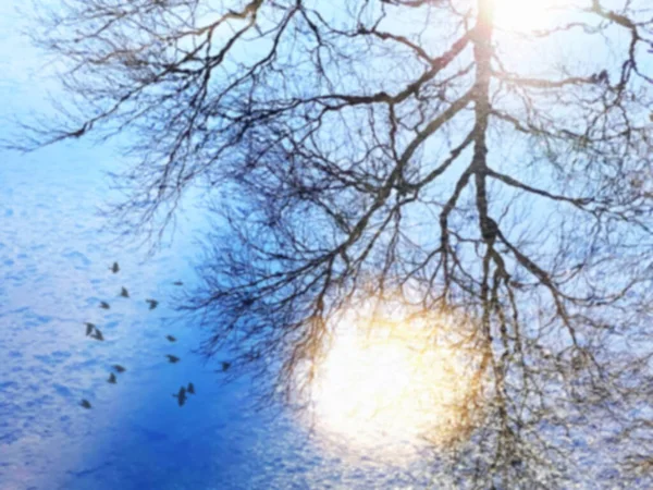 Primavera Céu Azul Árvores Aves Luz Solar Reflexão Água Estrada — Fotografia de Stock