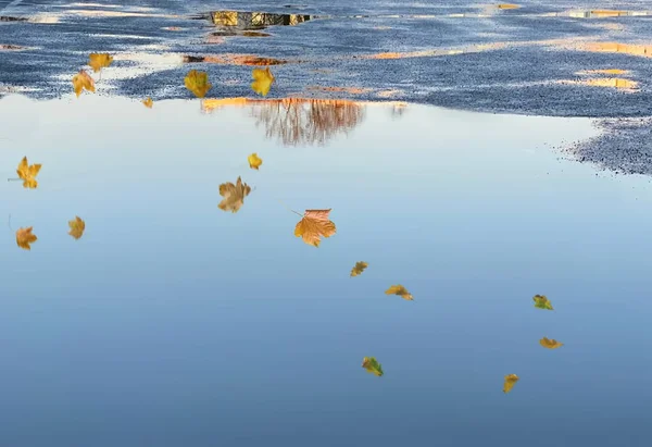 Осенние Листья Падают Золотой Закат Света Отражение Лужах Воды Асфальт — стоковое фото