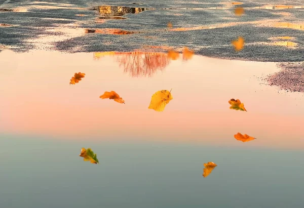 Folhas Outono Caem Ouro Por Sol Reflexão Luz Poças Água — Fotografia de Stock