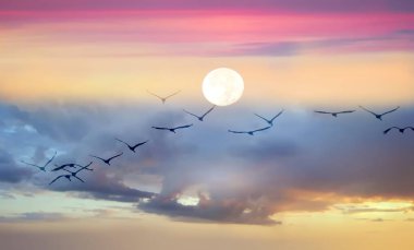 Günbatımı kuşları gökyüzü arka planında dolunay, mavi gökyüzünde güneş, denizde güneş ışığı, ufuk çizgisinde tüylü bulutlar, doğada pembe mavi pastel renk. 