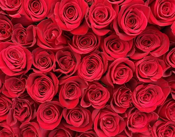 花束红玫瑰绿叶背景 美丽的花卉模板 情人节问候 妇女日背景园艺 — 图库照片