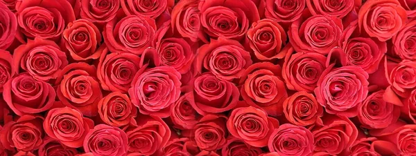 Fond Roses Rouges Bannière Carte Voeux Pour Saint Valentin Motif — Photo
