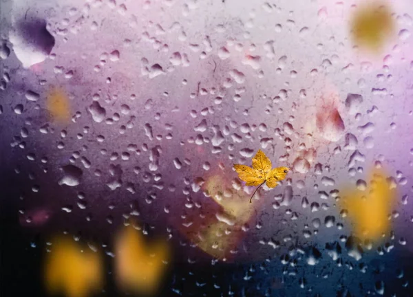 Herbst Blätter Fallen Bürgersteig Regnerisches Wetter Stadt Abend Licht Reflexion — Stockfoto