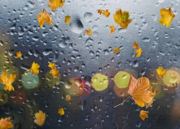 Autumn Leaves Fall Sidewalk Rainy Weather City Evening Light Reflection — Stock Photo, Image