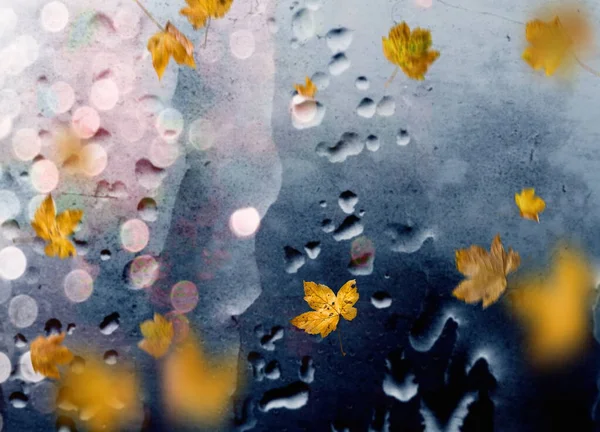 Autumn Leaves Fall Sidewalk Rainy Weather City Evening Light Reflection — Stock Photo, Image