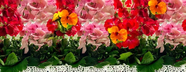 Γεράνι Πανσέδες Κόκκινα Ροζ Κίτρινα Λουλούδια Για Σπίτι Και Τον — Φωτογραφία Αρχείου