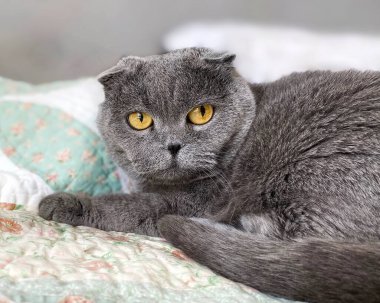 İskoç kedisi, kanepede oturan kedi kısa saçlı kedi gözleri sevimli ev hayvanı