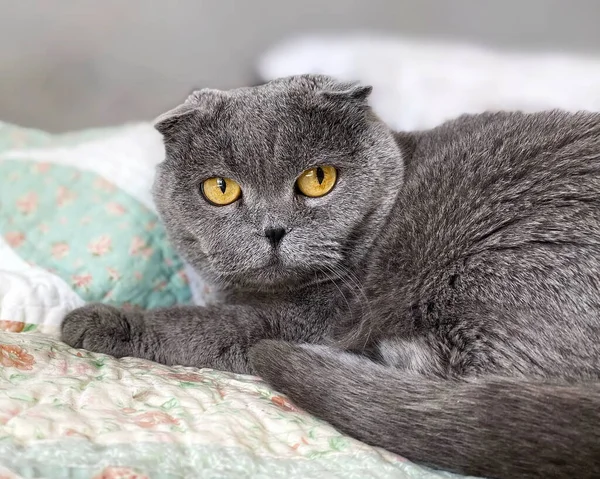 Scottish Cat Cat Sitting Sofa Short Hair Cat Eyes Cute — стоковое фото