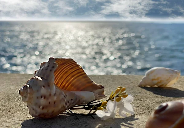 Muscheln Und Vogelfedern Auf Steinfelsen Bei Sonnenuntergang Blauen Meer Sommersonne — Stockfoto