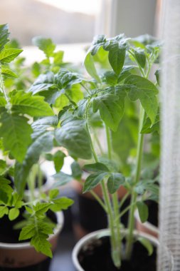 Pencere eşiğinde domates tohumları.