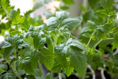 Pencere eşiğinde domates tohumları.