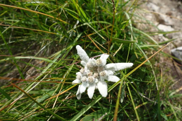 Alpine star image — Stock Photo, Image