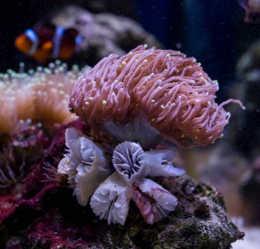 Sualtı dünyasını Balık Akvaryum