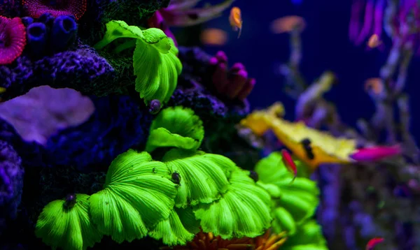 Undervattensvärlden fisk akvarium — Stockfoto